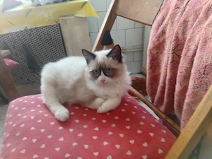 Ragdoll  kandúr eladó  - kép 4
