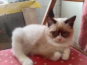 Ragdoll  kandúr eladó  - kép 7
