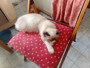 Ragdoll  kandúr eladó  - kép 9
