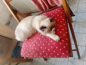 Ragdoll  kandúr eladó  - kép 8