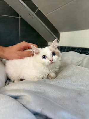 Ragdoll kiscicák - kép 2