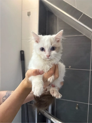 Ragdoll kiscicák - kép 4