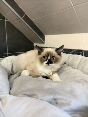Ragdoll kiscicák - kép 3
