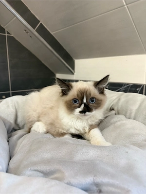 Ragdoll kiscicák - kép 1