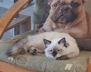 Ragdoll kölykök ár alatt eladók. - kép 5