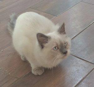 Ragdoll kiscicák eladók  ár alatt! - kép 10