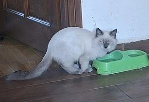 Ragdoll kiscicák eladók  ár alatt! - kép 9