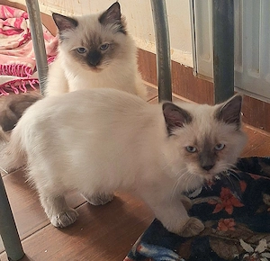Ragdoll kölykök ár alatt eladók. - kép 3