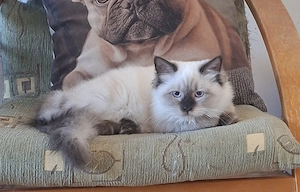 Ragdoll kölykök ár alatt eladók. - kép 4