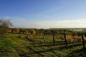 Kajárpécen-Győrtől 20 km-re- lakható pince, présház 3 sor szőlővel eladó - kép 10