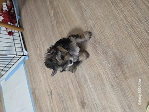 2 Yorki kisfiú  - kép 2