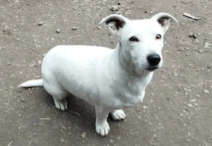 Jack Russell terrier kiskutya fiú  - kép 3