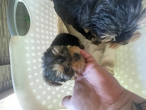 Yorki kis kutyák gazdit keresnek fiúk lányok - kép 2