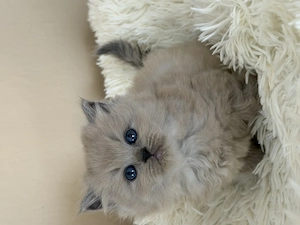 Extra Cherubim Ragdoll kislány - kép 2