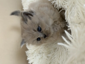 Extra Cherubim Ragdoll kislány - kép 4