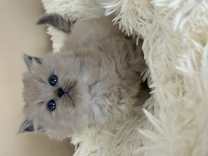 Extra Cherubim Ragdoll kislány - kép 3