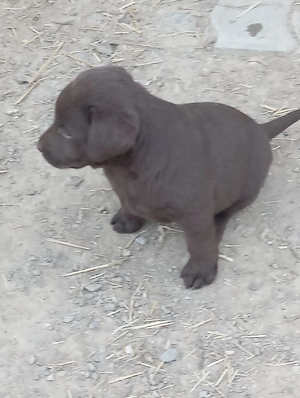 Labrador retriever kiskutyák. - kép 4
