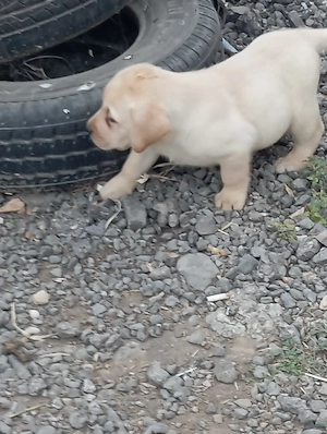 Labrador retriever kiskutyák. - kép 5