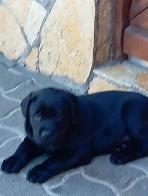 Labrador retriever kiskutyák. - kép 2