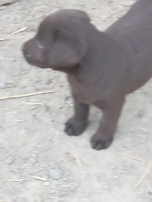 Labrador retriever kiskutyák. - kép 3
