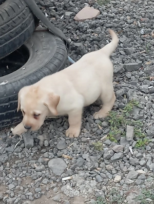 Labrador retriever kiskutyák. - kép 6