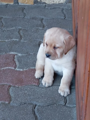 Labrador retriever kiskutyák. - kép 9