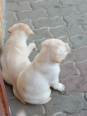 Labrador retriever kiskutyák. - kép 10