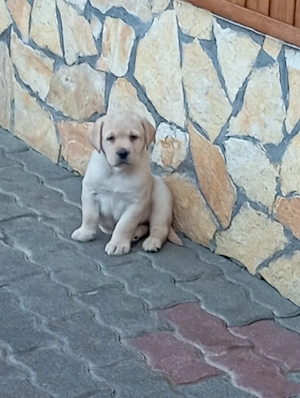 Labrador retriever kiskutyák.