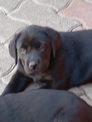 Labrador retriever kiskutyák. - kép 8
