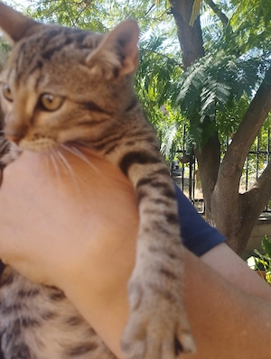 Beng li keverék kisfiú