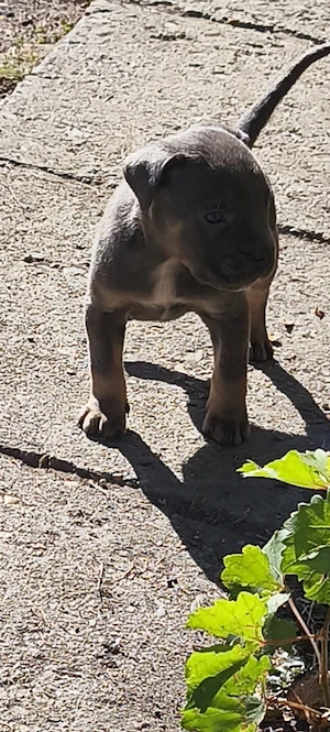 Cane corso kiskutyák! Már csak 3 kislány vár gazdira - kép 5