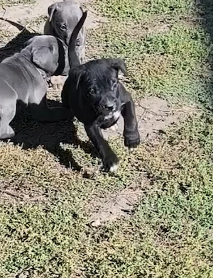 Cane corso kiskutyák! Már csak 4 kislány vár gazdira - kép 4