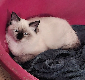 Ragdoll kölykök ár alatt eladók. - kép 2