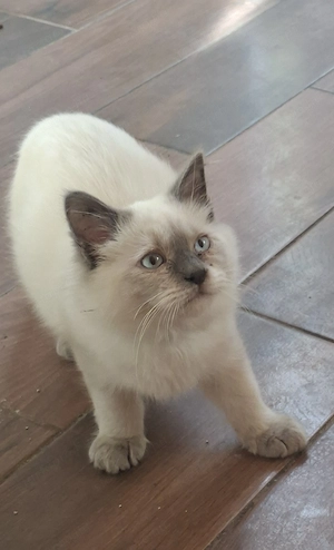 Ragdoll kölykök ár alatt eladók. - kép 8