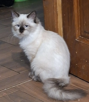Ragdoll kölykök ár alatt eladók. - kép 10