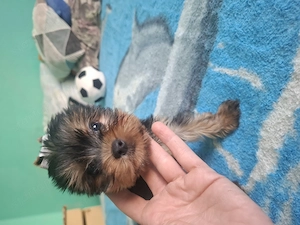 Yorkshire terrier kiskutyák 
