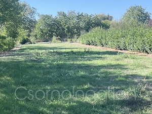 Csatárimajor - 1377 m2-es telek ELADÓ - kép 2