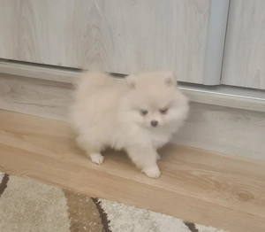 Csodaszép pomerániai törpe spicc kiskutyák eladók - kép 2