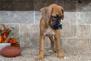 Boxer kutyus gazdit keres - kép 3