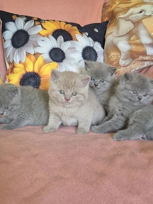Gyönyörű Brit kék és lila színű  kiscicáink szerető gazdikat keresnek! - kép 3