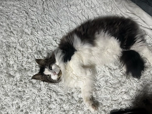 eladó maine coon