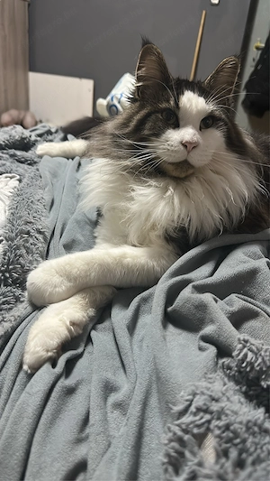 eladó maine coon - kép 4