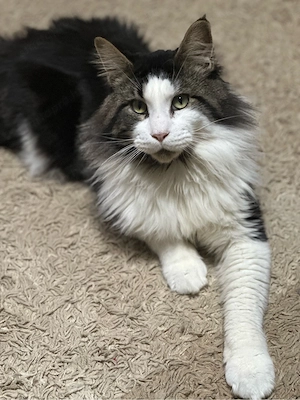 eladó maine coon - kép 2