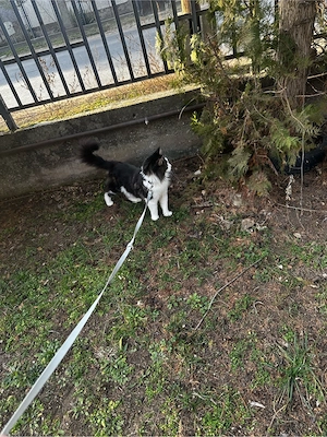 eladó maine coon - kép 5