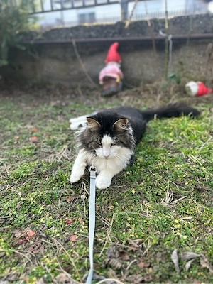 eladó maine coon - kép 3