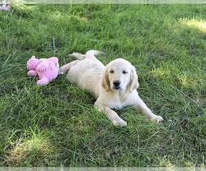 Golden Retriever Kiskutya - kép 3