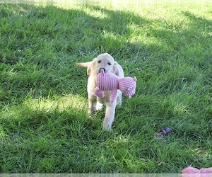 Golden Retriever Kiskutya - kép 4