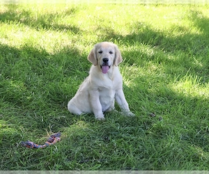 Golden Retriever Kiskutya