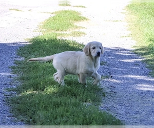 Golden Retriever Kiskutya - kép 2