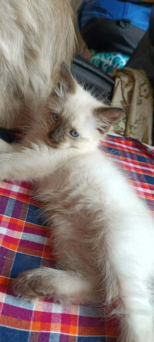 Eladó ragdoll kiscicák - kép 2